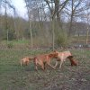 s - wurf  09. woche  20